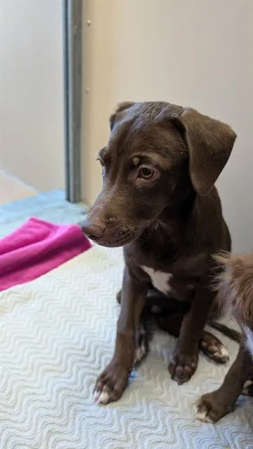 A baby medium-sized male Labrador Retriever dog named Ferrero for adoption in Frisco, CO