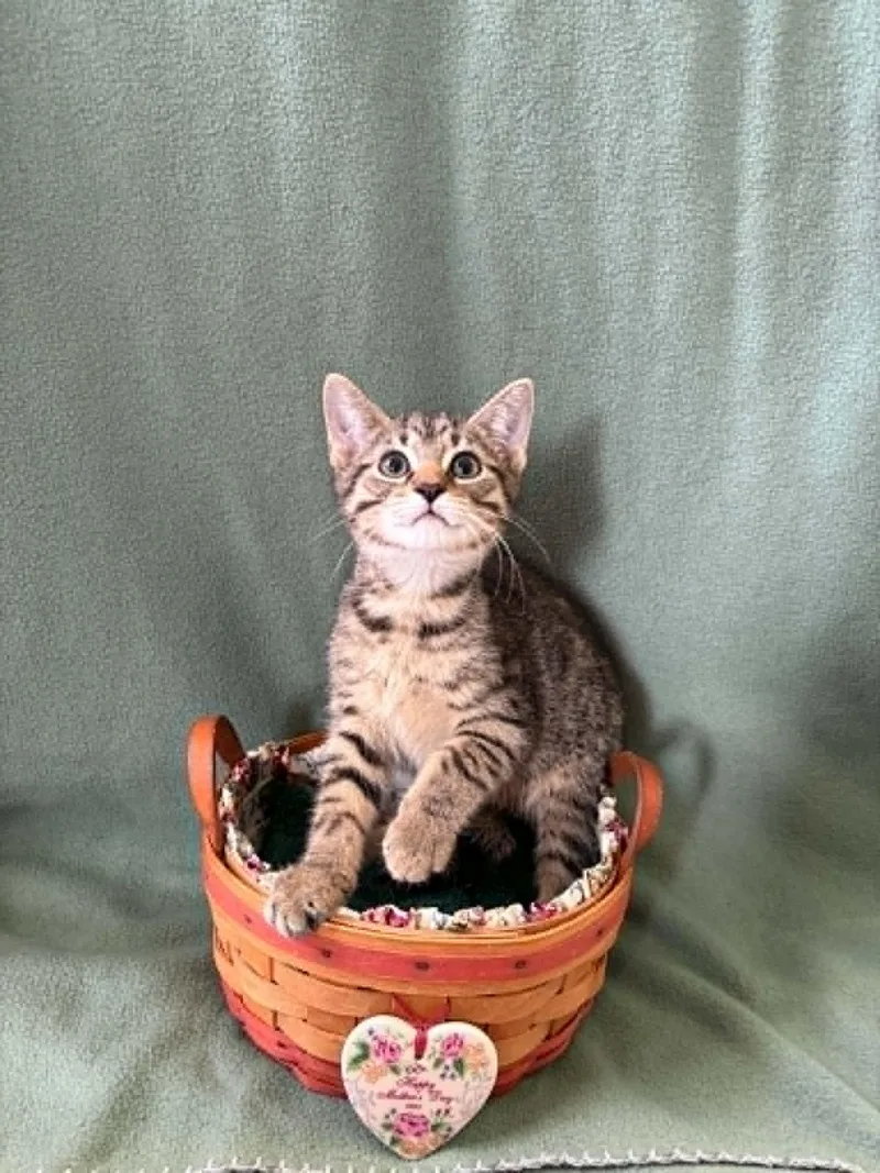 A baby medium-sized male Tabby (Brown / Chocolate) American Shorthair cat named Thor for adoption in Barboursville, WV