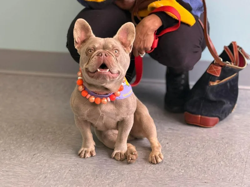 A young small-sized female French Bulldog dog named Hazel Lynn for adoption in Raleigh, NC