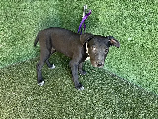 A baby medium-sized female Pit Bull Terrier dog named Ube for adoption in Lancaster, CA
