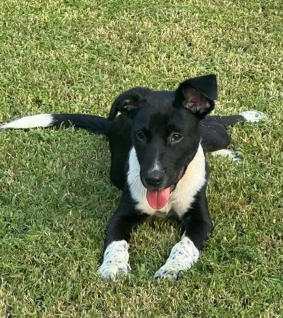 A baby medium-sized male Tricolor (Brown, Black, & White) Border Collie dog named Pablo D. for adoption in Parker, CO