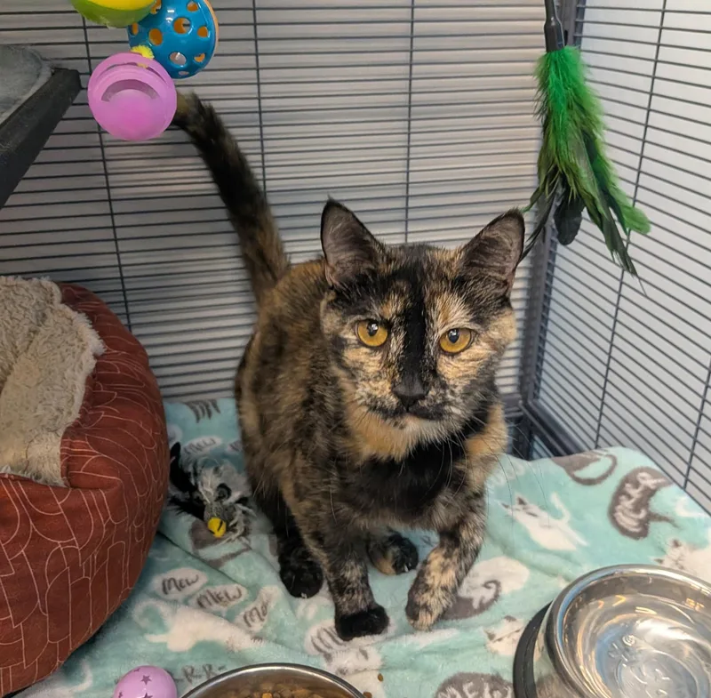 A young medium-sized female Tortoiseshell Domestic Short Hair cat named Muffin for adoption in Lewis Center, OH