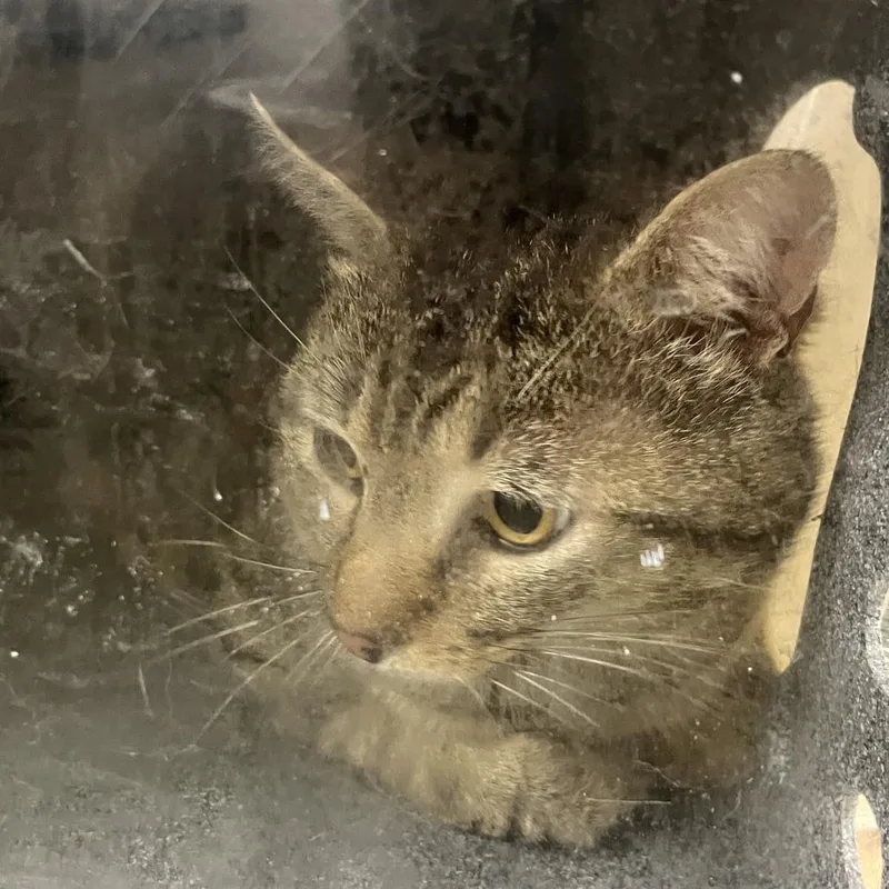 An adult medium-sized male Brown / Chocolate Domestic Short Hair cat named 70844 for adoption in Harrisonburg, VA