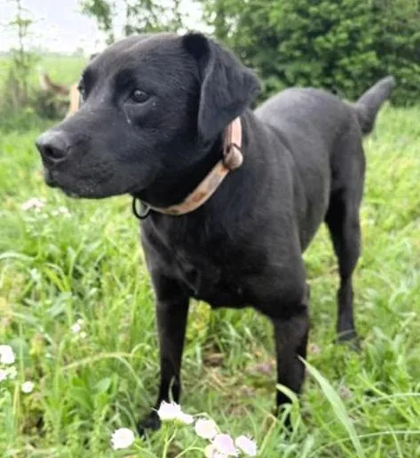 An adult medium-sized female Black Labrador Retriever dog named Dublin for adoption in Paris, KY