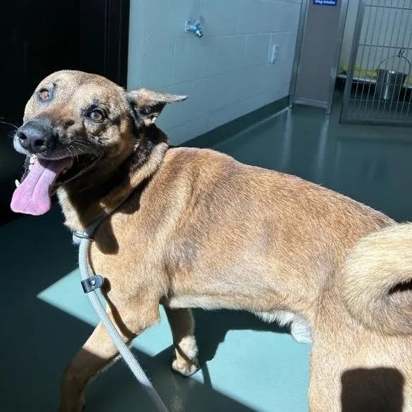 An adult small-sized male Brown / Chocolate Shepherd dog named Timber for adoption in Lyndhurst, VA