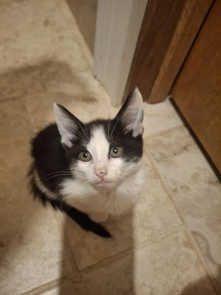 A baby small-sized female Black & White / Tuxedo Domestic Short Hair cat named Lucille S. for adoption in Peoria, IL