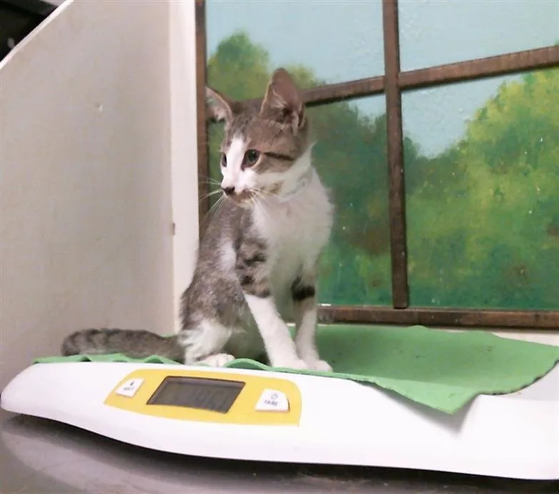 A baby small-sized male Domestic Short Hair cat named Erick for adoption in Houston, TX