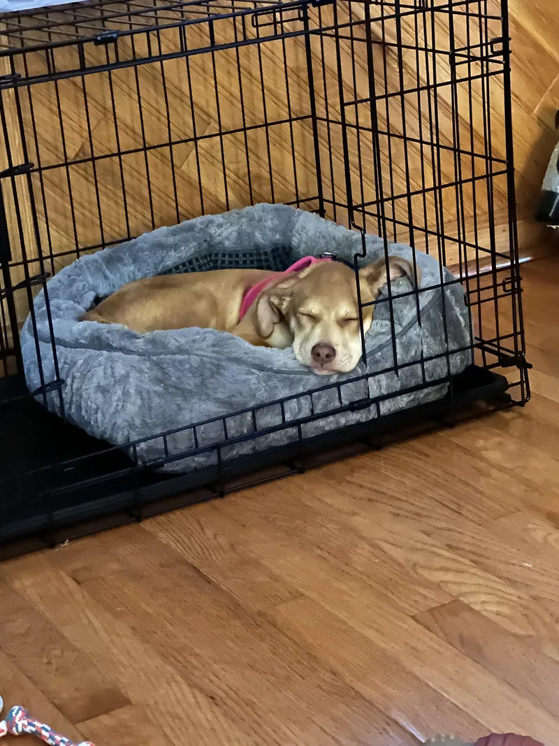 Kahlua