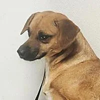 Rosa URGENT