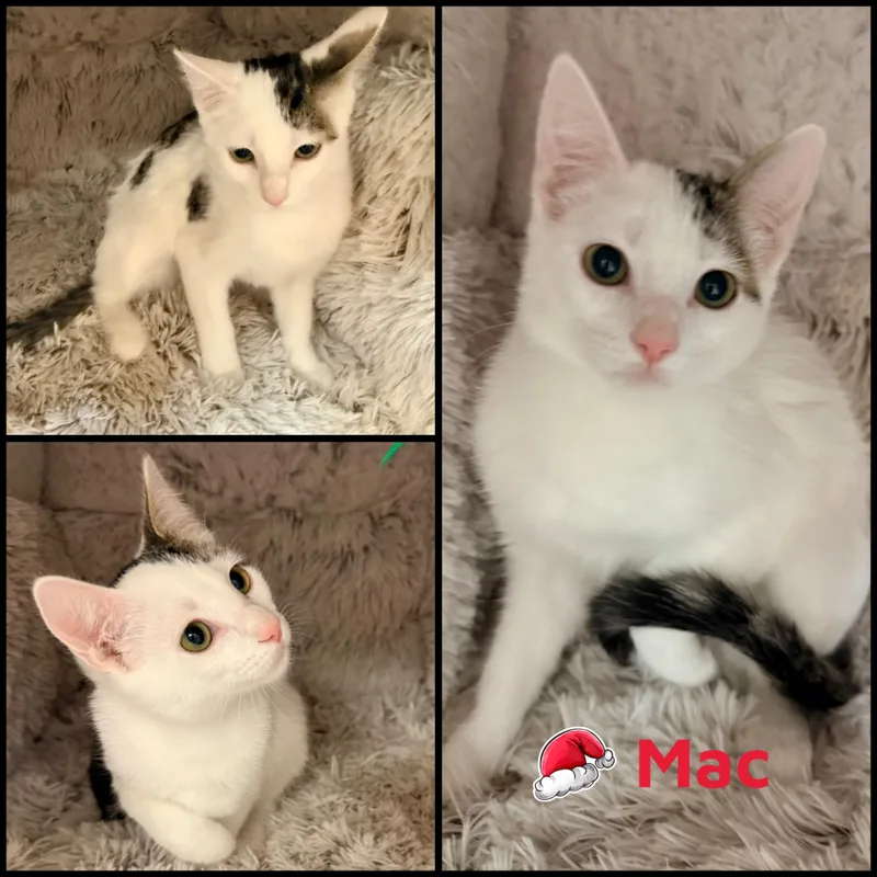 A baby small-sized female Domestic Short Hair cat named Mac for adoption in Louisville, KY