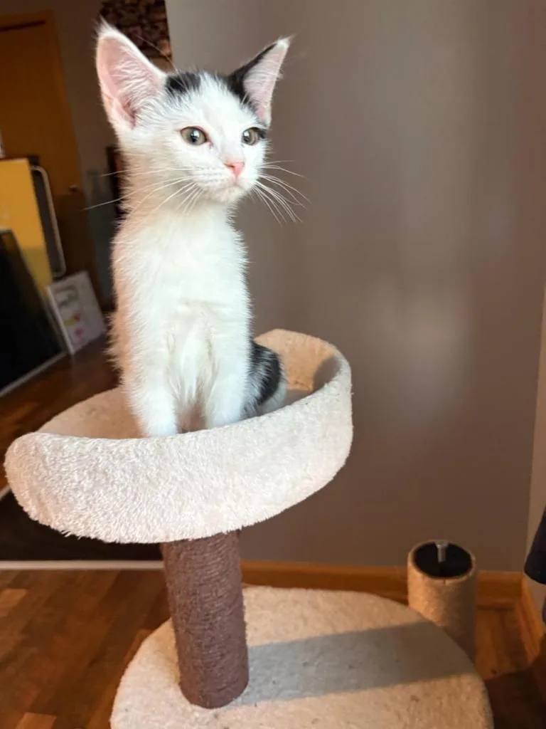 A baby small-sized female Domestic Short Hair cat named Veronica for adoption in Rockford, IL
