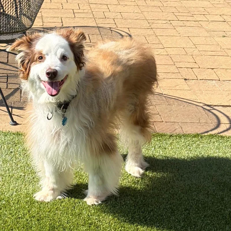 A senior large-sized female Australian Shepherd dog named Pepper for adoption in Greensboro, GA