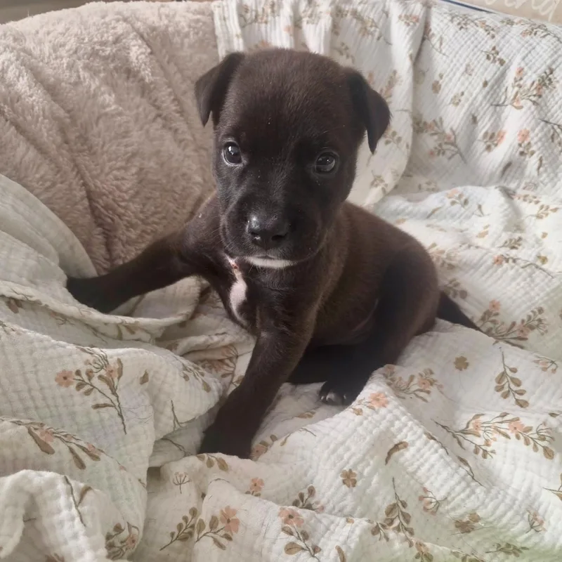 A baby medium-sized male Terrier dog named Spanky for adoption in Waxhaw, NC