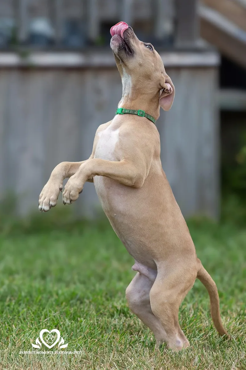 A young medium-sized male Yellow / Tan / Blond / Fawn American Staffordshire Terrier dog named Olimar for adoption in Tomball, TX
