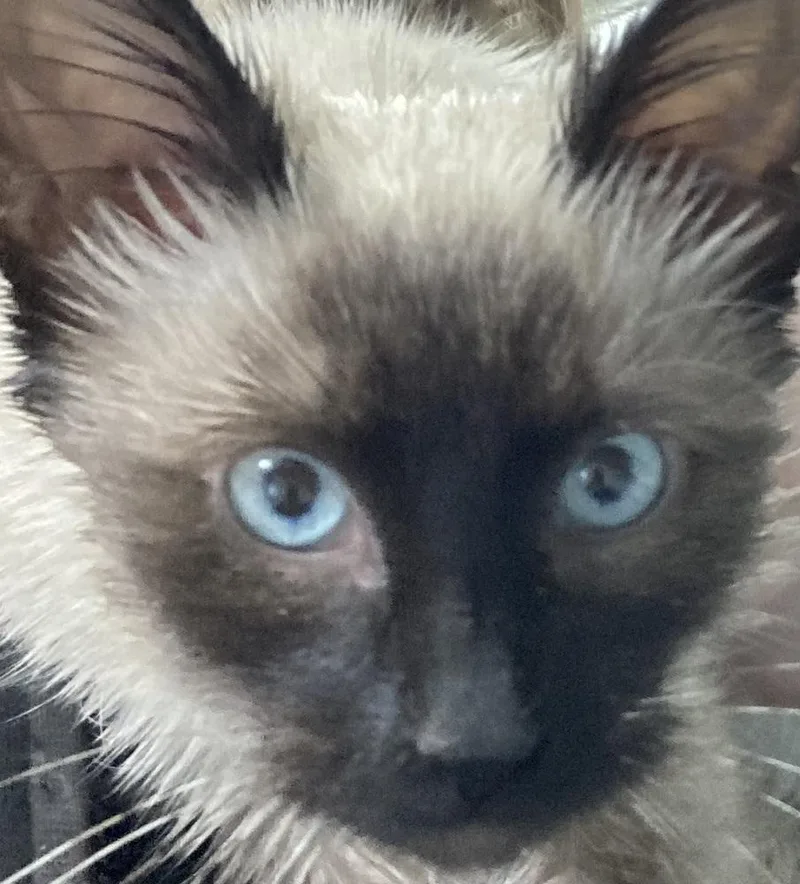 Penelope