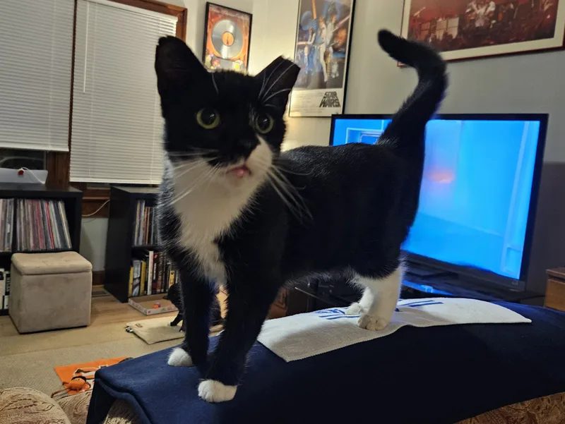 Scratchy thumbnail 3