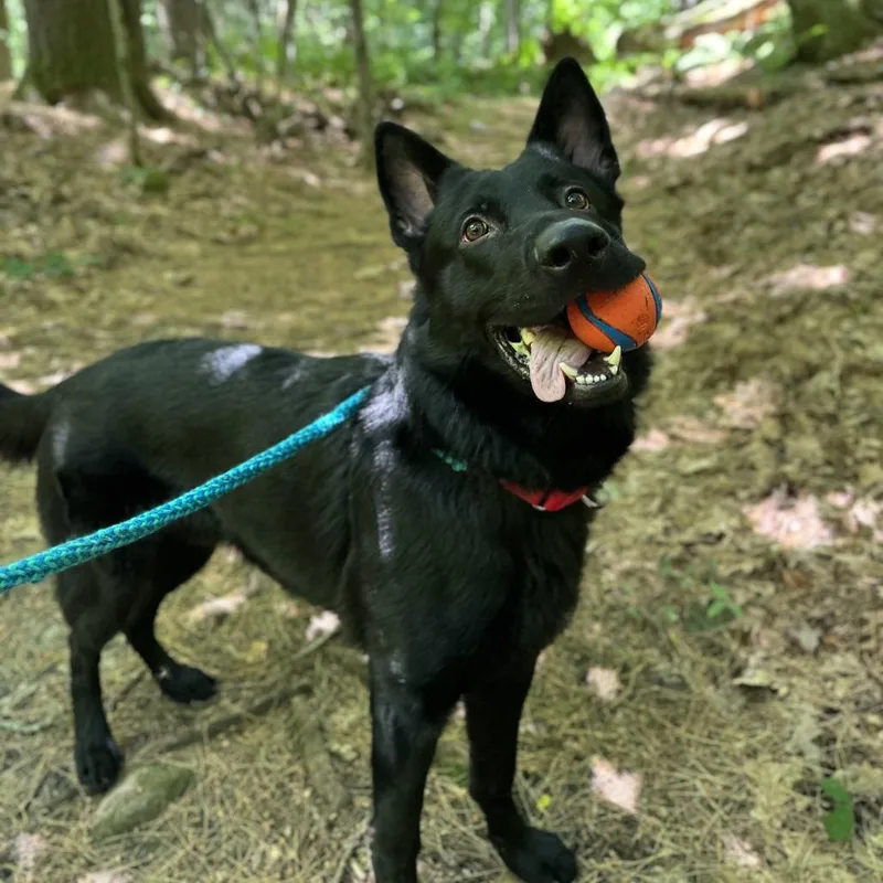 An adult large-sized male Black German Shepherd Dog dog named Jack for adoption in Bedford, NH