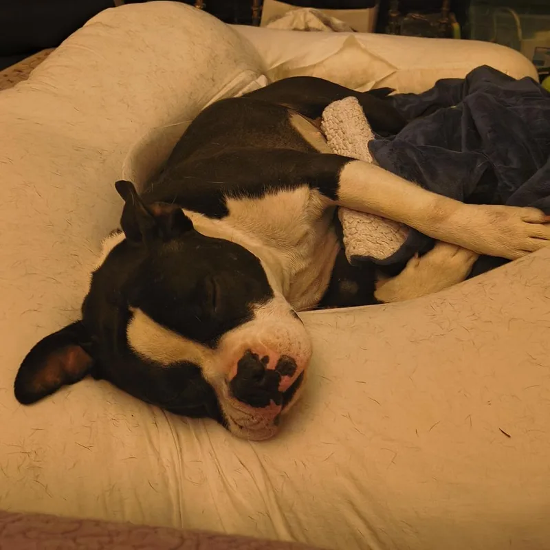 Boston Cream Donut thumbnail 2