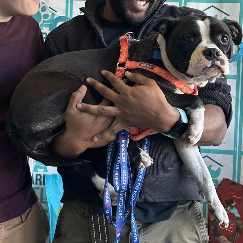 Boston Cream Donut thumbnail 3