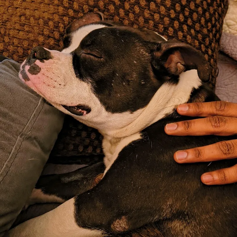 Boston Cream Donut thumbnail 4