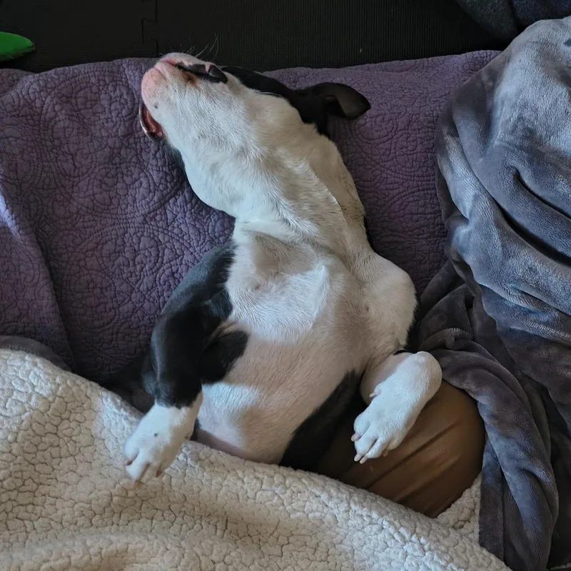 Boston Cream Donut thumbnail 5