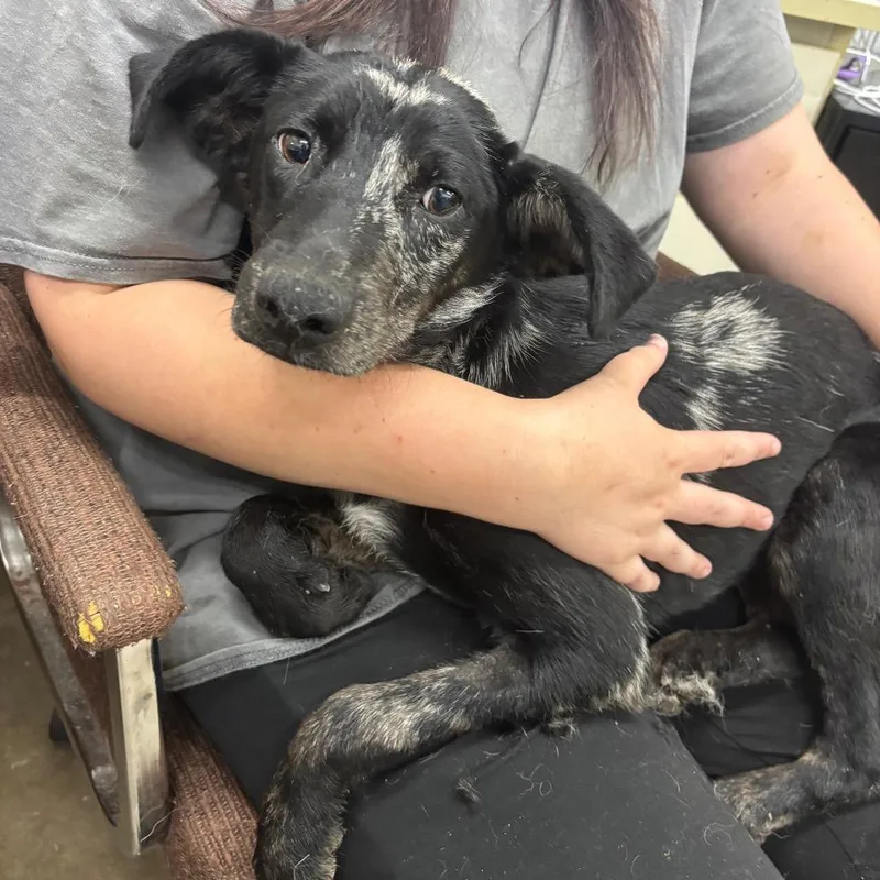 A young small-sized female Mixed Breed dog named Splash for adoption in Corbin, KY