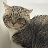 An adult medium-sized male Tabby (Buff / Tan / Fawn) Domestic Short Hair cat named Oliver for adoption in Hilliard, OH