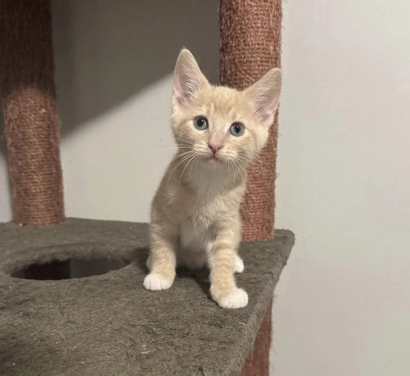 A baby small-sized male Domestic Short Hair cat named Sand for adoption in Newtown Square, PA