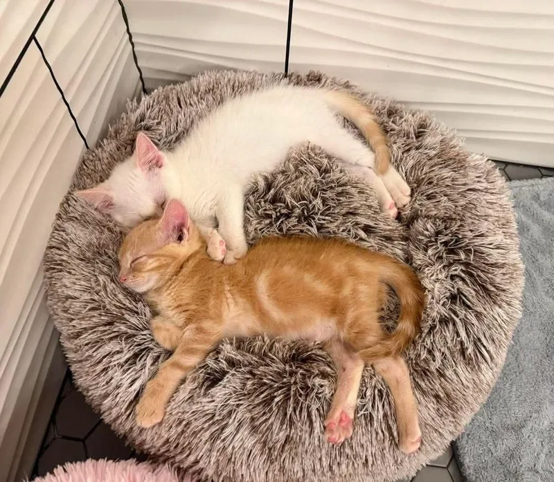 A baby small-sized female Tabby (Orange / Red) Domestic Short Hair cat named Tao for adoption in Orlando, FL