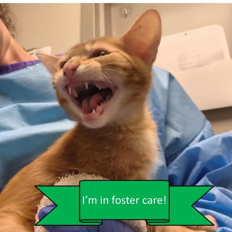A baby small-sized male Orange / Red Domestic Short Hair cat named Sir Lancelot for adoption in Tulsa, OK