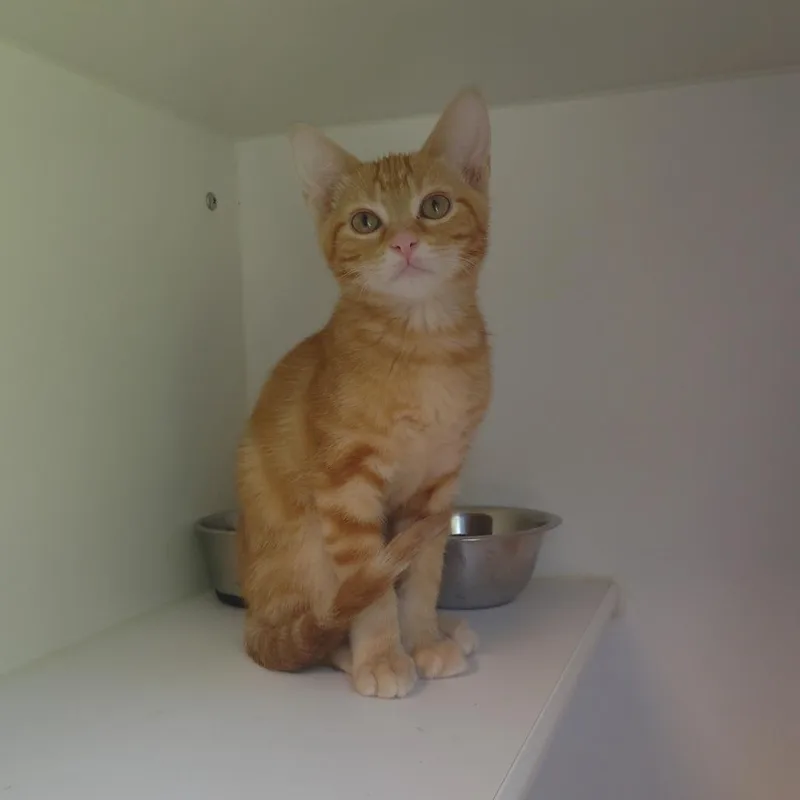 Sir Lancelot thumbnail 2
