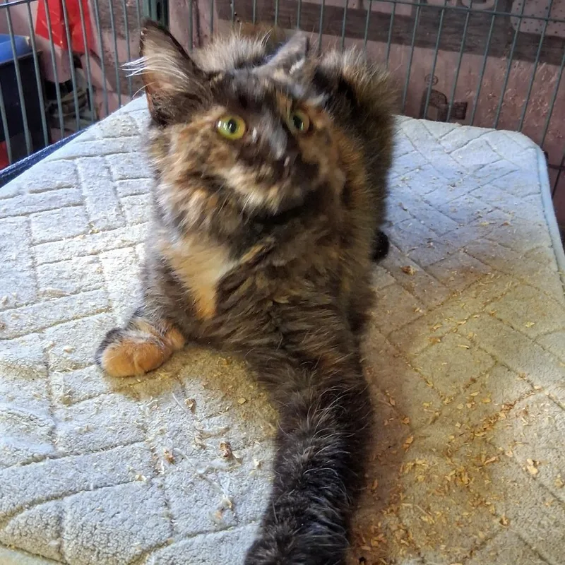 A baby small-sized female Domestic Long Hair cat named Arabella for adoption in Abingdon, MD