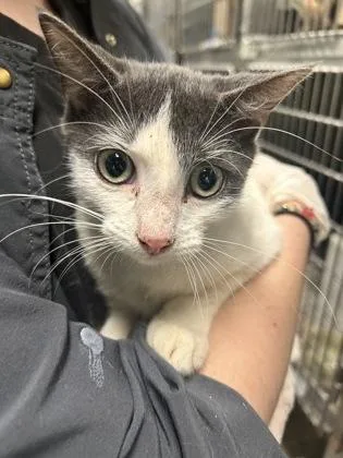 A young medium-sized male Domestic Short Hair cat named Phoenix for adoption in Picayune, MS