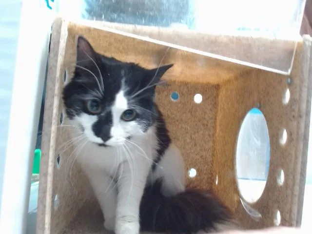 A young medium-sized female Domestic Medium Hair cat named Eve for adoption in Albuquerque, NM