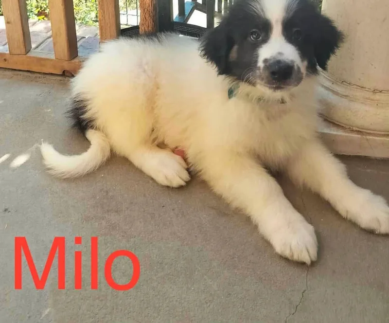 Milo