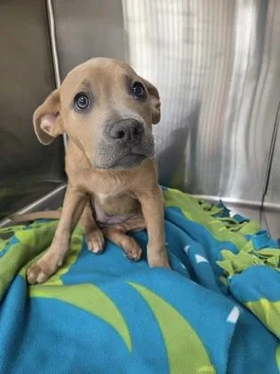 A baby medium-sized female Labrador Retriever dog named Duchess for adoption in Westland, MI