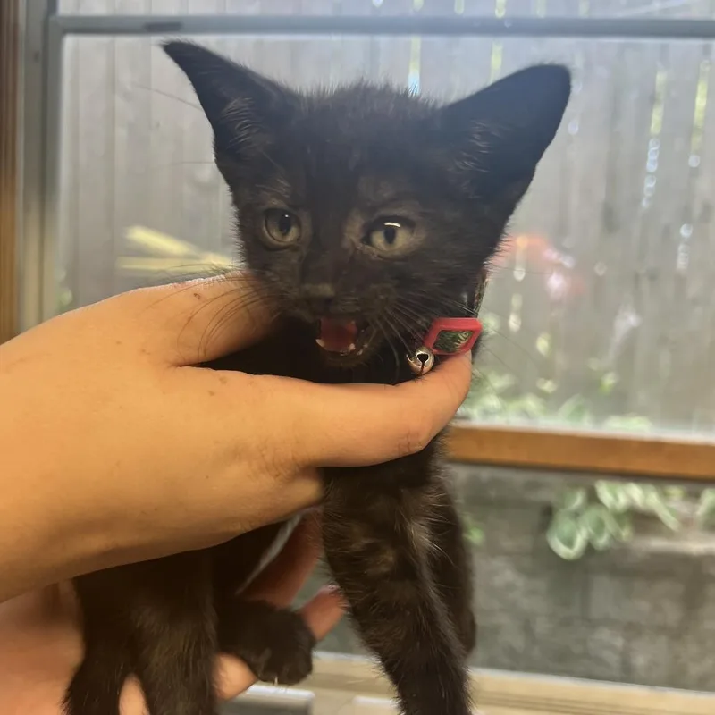 A baby small-sized female Black Domestic Short Hair cat named Mini for adoption in Madison, WI
