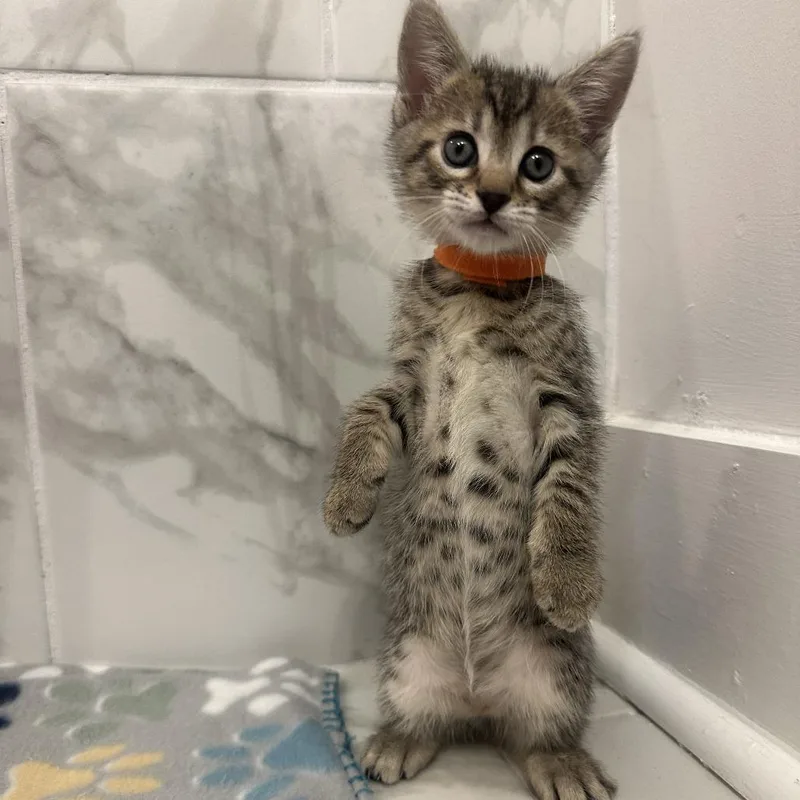 A baby small-sized female Brown / Chocolate Domestic Short Hair cat named Comet for adoption in Huntsville, AL