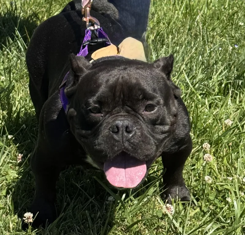 An adult medium-sized female Black Bulldog dog named Rainbow for adoption in Ellicott City, MD