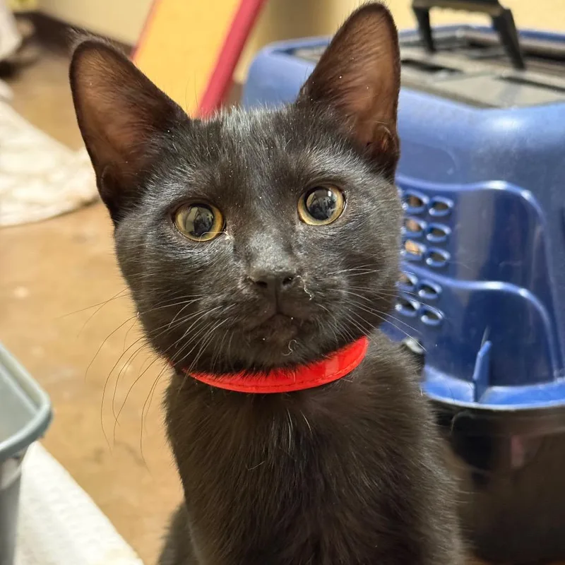 A young small-sized male Black Domestic Short Hair cat named Haze Charming & for adoption in Flagstaff, AZ