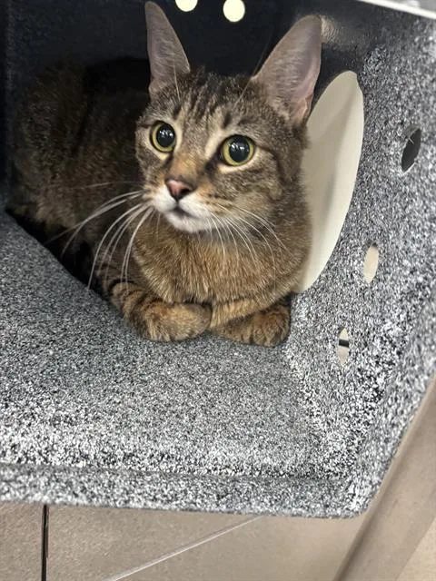 An adult medium-sized female Domestic Short Hair cat named Luna for adoption in Dallas, TX