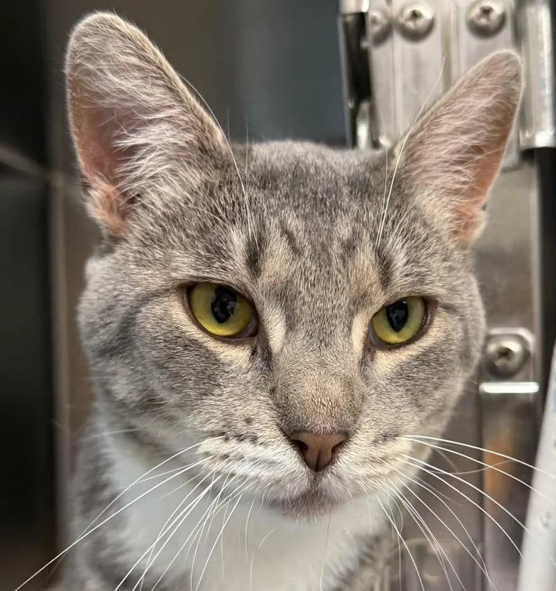 A young medium-sized male Domestic Short Hair cat named Stuart for adoption in Ontario, OR