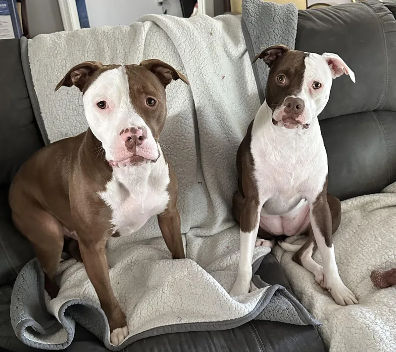 A young medium-sized male Brown / Chocolate American Staffordshire Terrier dog named The Wonder Twins for adoption in Newton, NJ