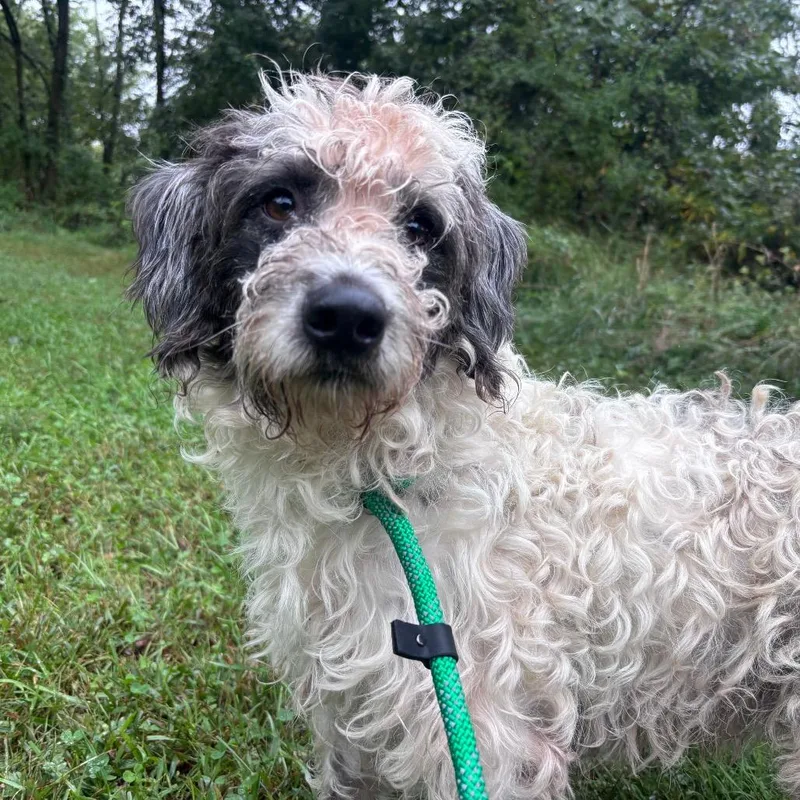 An adult medium-sized male Poodle dog named Rocky for adoption in York, PA