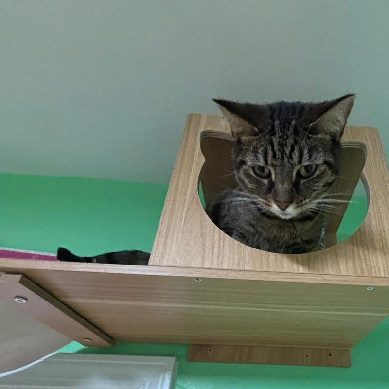 An adult large-sized male Brown / Chocolate Domestic Short Hair cat named Dobby for adoption in Granville, OH