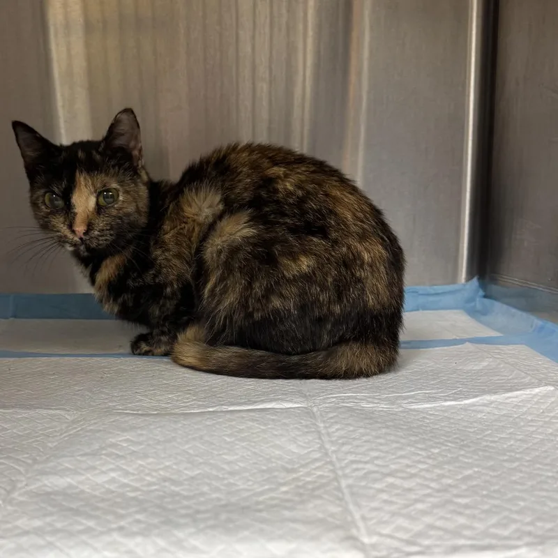 A baby small-sized female Black Domestic Short Hair cat named Lobster for adoption in Columbiana, AL