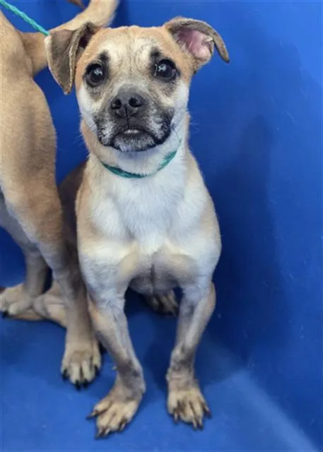 An adult medium-sized male Mixed Breed dog named Mars for adoption in Dallas, TX
