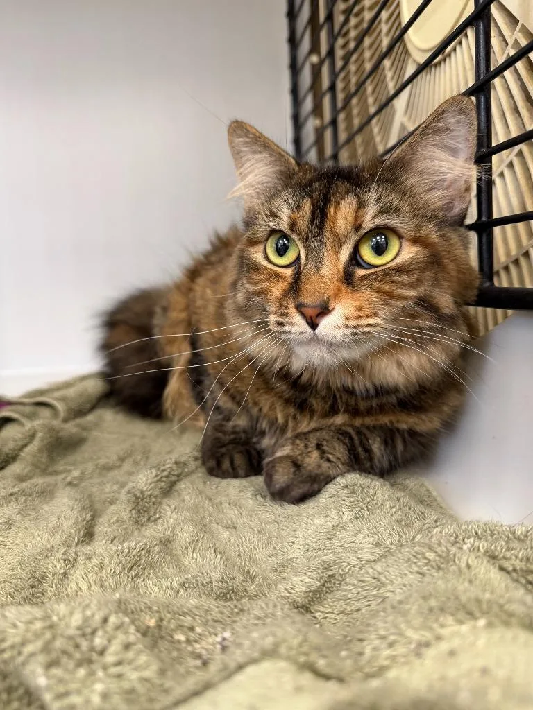 An adult medium-sized female Calico cat named Willow for adoption in Cambridge, MD