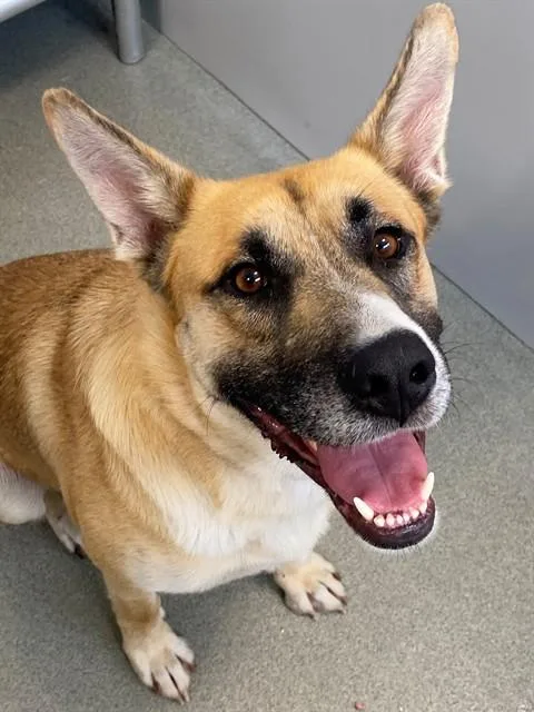 An adult large-sized male German Shepherd Dog dog named Toast for adoption in Fayetteville, NC