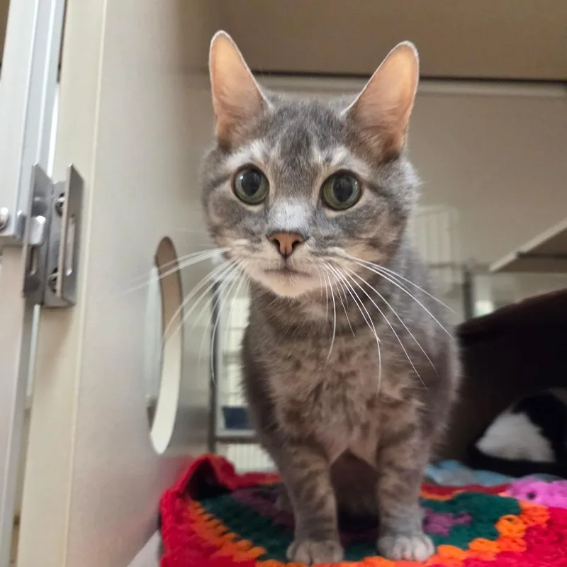 A senior large-sized male Gray / Blue / Silver Domestic Short Hair cat named Zazzles for adoption in Ballston Spa, NY
